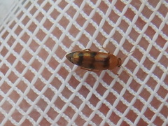 Diclidia
