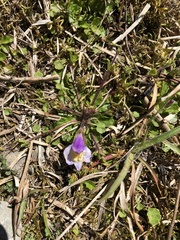 Mazus alpinus