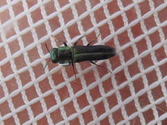 Agrilaxia flavimana