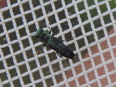 Agrilaxia flavimana