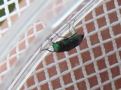 Agrilaxia flavimana