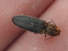 Limonius auripilis