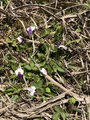 Mazus alpinus