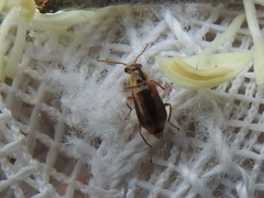 Attalus scincetus