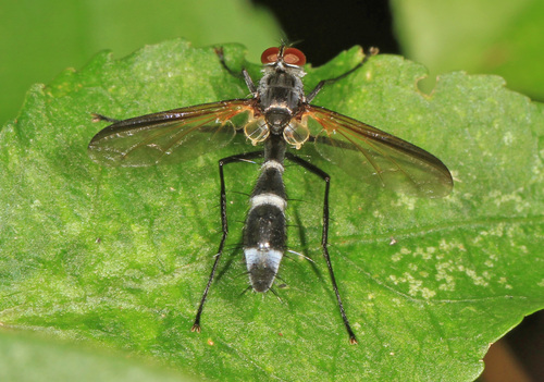 Cordyligaster septentrionalis photo 3