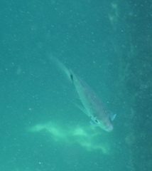 Diplodus holbrookii