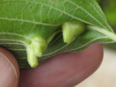 Craneiobia tuba