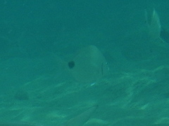 Diplodus caudimacula