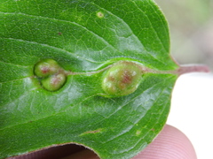 Craneiobia tuba