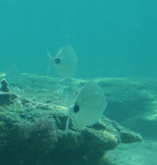 Diplodus caudimacula