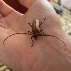 Ochrocydus huttoni