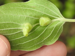 Craneiobia tuba