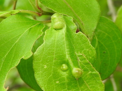 Craneiobia tuba