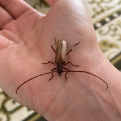 Ochrocydus huttoni