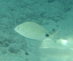Diplodus caudimacula