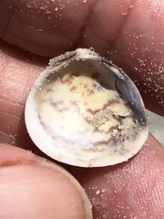 Laevicardium mortoni