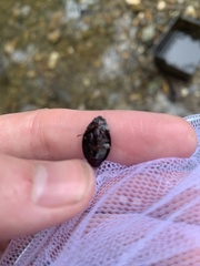 Dineutus ciliatus