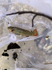 Etheostoma radiosum