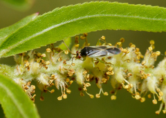 Orthotylus