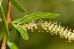 Orthotylus