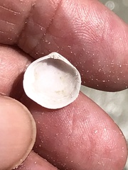 Diplodonta