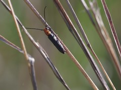 Oberea perspicillata