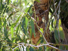 Empidonax difficilis insulicola