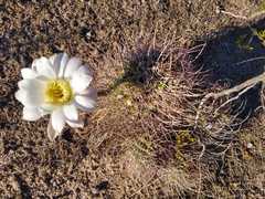Echinopsis leucantha