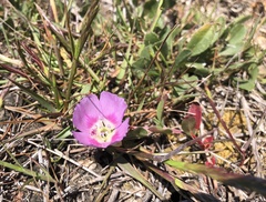 Clarkia prostrata