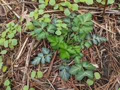 Geum canadense camporum