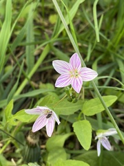 Claytonia caroliniana