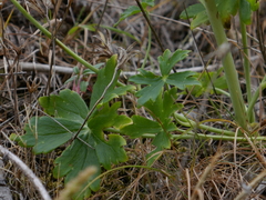 Delphinium luteum