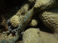 Umimayanthus parasiticus