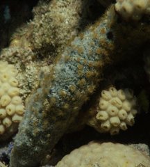 Umimayanthus parasiticus