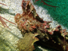 Aploactisoma milesii