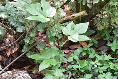 Passiflora adenopoda