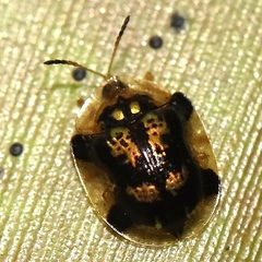 Deloyala insubida