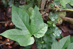 Passiflora adenopoda