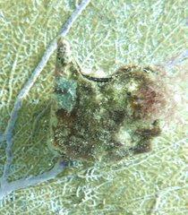 Pteria colymbus