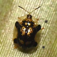 Deloyala insubida