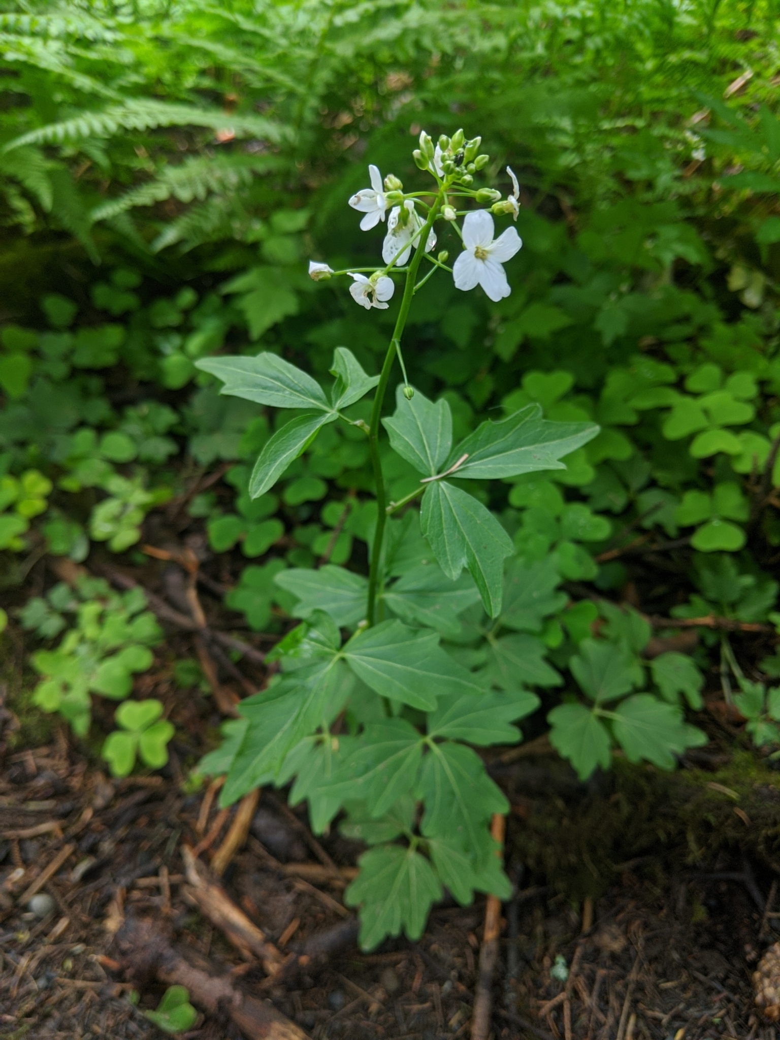 Cardamine angulata