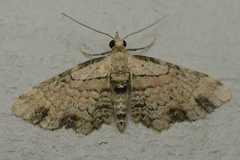 Chloroclystis sphragitis