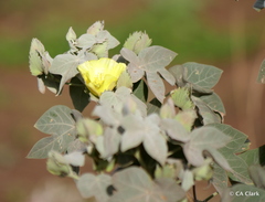 Gossypium tomentosum