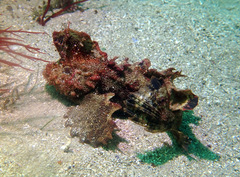 Aploactisoma milesii