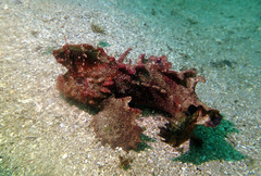 Aploactisoma milesii