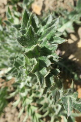 Cirsium neomexicanum utahense