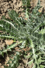 Cirsium neomexicanum utahense