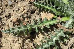 Cirsium neomexicanum utahense