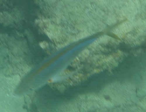 Yellow jack (Carangoides bartholomaei) — Carangidae — 3