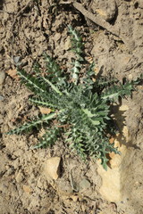 Cirsium neomexicanum utahense